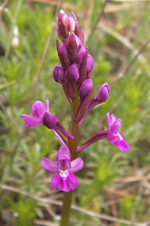 Orchis quadripunctata \ Vierpunkt-Knabenkraut / Four-spotted Orchid, GR  Peloponnes, Kremasti 31.3.2013 