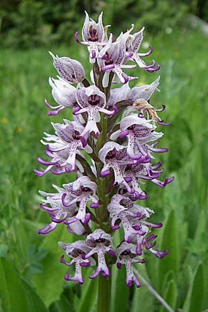 Orchis simia \ Affen-Knabenkraut / Monkey Orchid, GR  Zagoria, Mikro Papingko 17.5.2008 