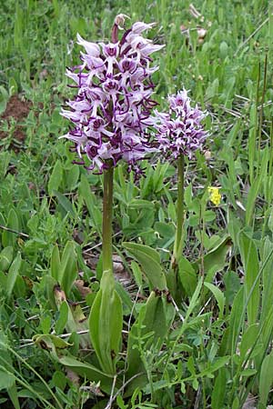 Orchis simia \ Affen-Knabenkraut / Monkey Orchid, GR  Zagoria, Mikro Papingko 17.5.2008 