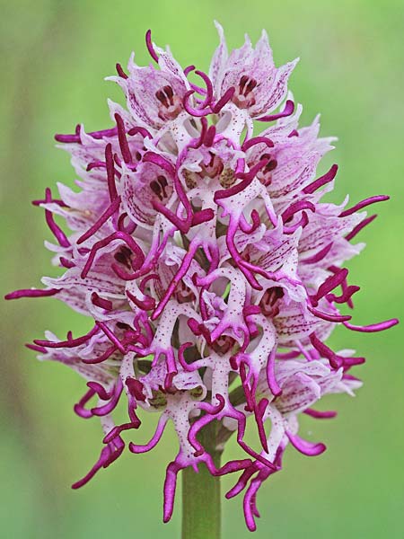 Orchis simia \ Affen-Knabenkraut / Monkey Orchid, GR  Peloponnes, Neochori 16.4.2014 (Photo: Christian Schlomann)