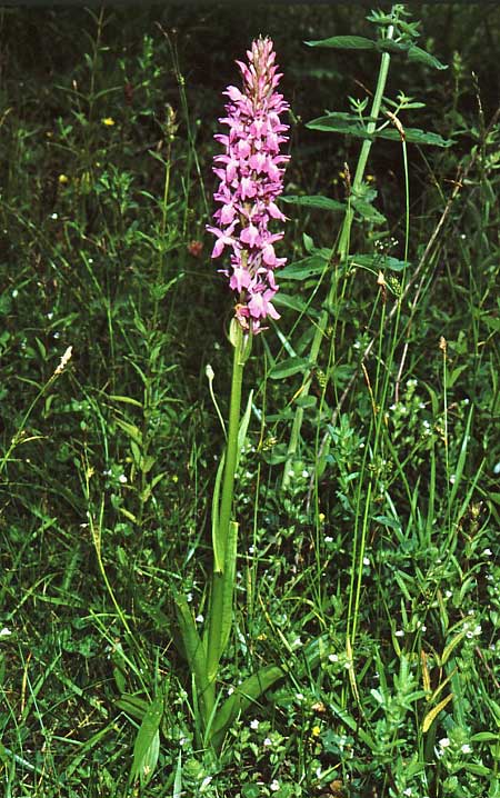 Dactylorhiza smolikana \ Smolikas-Fingerwurz, Smolikas-Knabenkraut, GR  Smolikas 20.6.1988 (Photo: Jan & Liesbeth Essink)