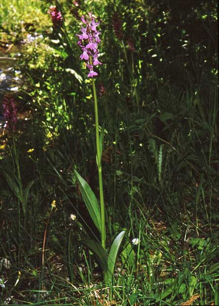 Dactylorhiza smolikana \ Smolikas-Fingerwurz, Smolikas-Knabenkraut, GR  Smolikas 8.6.1987 (Photo: Jan & Liesbeth Essink)