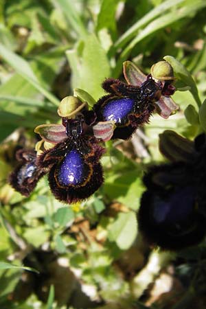 Ophrys speculum subsp. orientalis / Eastern Mirror Orchid, GR  Peloponnes, Gramousa 1.4.2013 