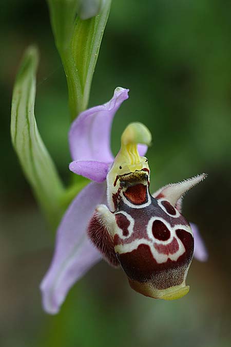 Ophrys stavri \ Stavros-Ragwurz, GR  Peloponnes, Lambokambos 31.3.2018 (Photo: Helmut Presser)