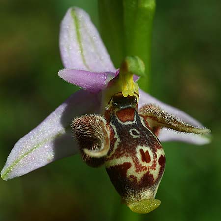 Ophrys stavri \ Stavros-Ragwurz / Stavros' Bee Orchid, GR  Peloponnes, Lambokambos 31.3.2018 (Photo: Helmut Presser)