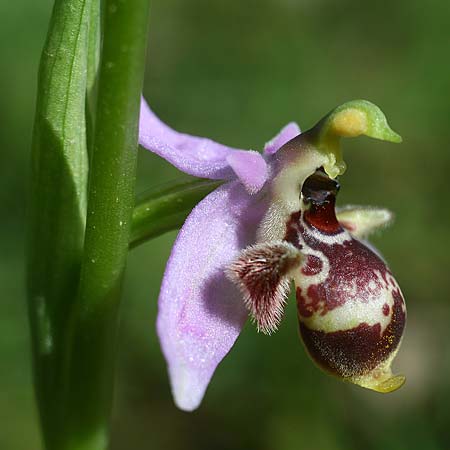 Ophrys stavri \ Stavros-Ragwurz / Stavros' Bee Orchid, GR  Peloponnes, Lambokambos 31.3.2018 (Photo: Helmut Presser)