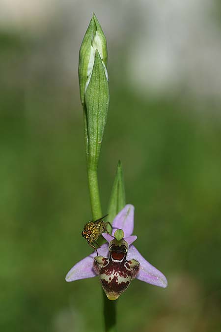 Ophrys stavri \ Stavros-Ragwurz / Stavros' Bee Orchid, GR  Peloponnes, Lambokambos 31.3.2018 (Photo: Helmut Presser)