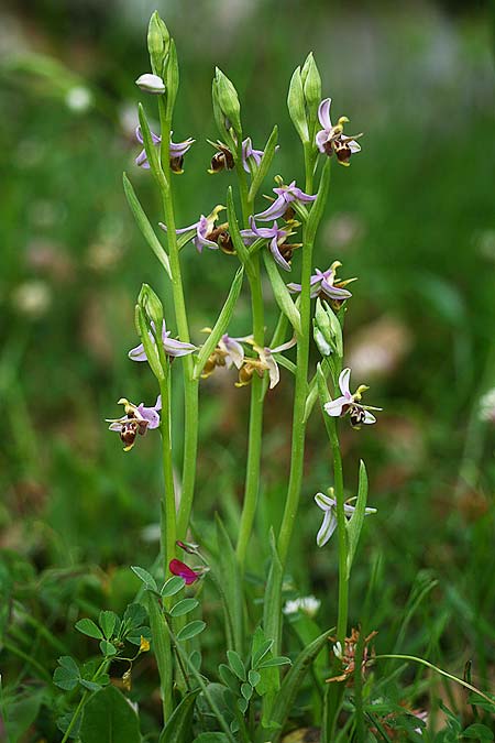 Ophrys stavri \ Stavros-Ragwurz, GR  Peloponnes, Lambokambos 31.3.2018 (Photo: Helmut Presser)