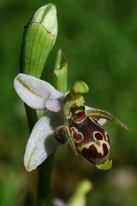 Ophrys stavri \ Stavros-Ragwurz / Stavros' Bee Orchid, GR  Peloponnes, Lambokambos 31.3.2018 (Photo: Helmut Presser)