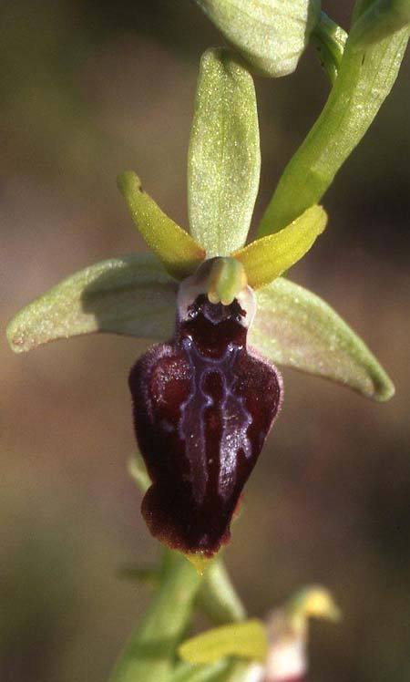 Ophrys taigetica \ Taigetos-Ragwurz / Taigetos Orchid, GR  Peloponnes, Taigetos 14.5.2008 (Photo: Helmut Presser)