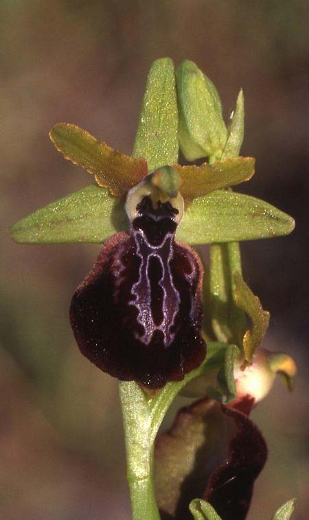 Ophrys taigetica / Taigetos Orchid, GR  Peloponnes, Taigetos 14.5.2008 (Photo: Helmut Presser)