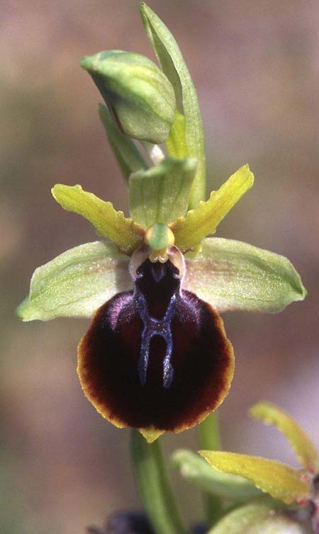 Ophrys taigetica \ Taigetos-Ragwurz / Taigetos Orchid, GR  Peloponnes, Taigetos 14.5.2008 (Photo: Helmut Presser)