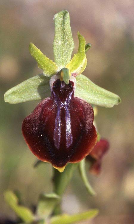 Ophrys taigetica \ Taigetos-Ragwurz, GR  Peloponnes, Taigetos 14.5.2008 (Photo: Helmut Presser)