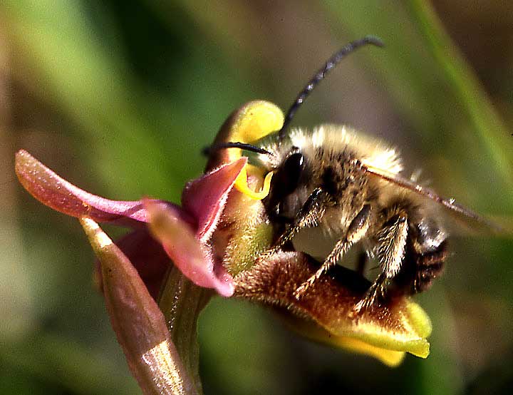Ophrys villosa s.l. \ Östliche Wespen-Ragwurz / Eastern Sawfly Orchid (mit/with Eucera spec.), GR  Korfu 14.4.2003 (Photo: Helmut Presser)
