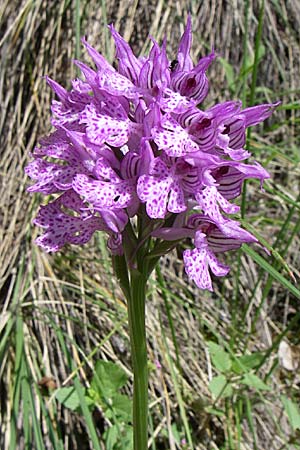 Neotinea tridentata \ Dreizähniges Knabenkraut / Toothed Orchid, GR  Zagoria, Vikos - Schlucht / Gorge 15.5.2008 