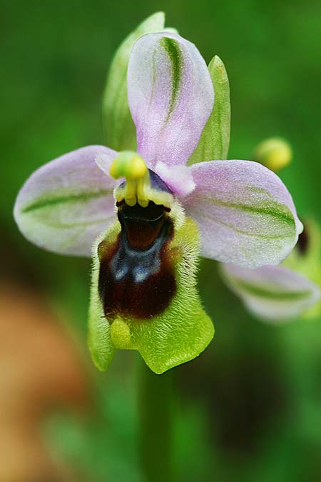 Ophrys ulyssea \ Odysseus-Ragwurz, GR  Peloponnes, Lambokambos 31.3.2018 (Photo: Helmut Presser)