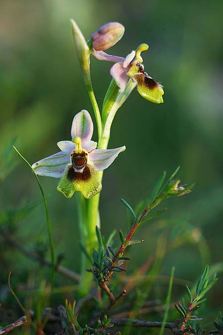 Ophrys ulyssea \ Odysseus-Ragwurz, GR  Peloponnes, Lambokambos 31.3.2018 (Photo: Helmut Presser)