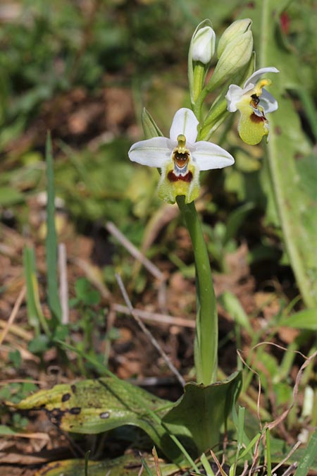 Ophrys ulyssea \ Odysseus-Ragwurz / Ulysses Bee Orchid, GR  Kythira, Kalokerines 19.3.2014 (Photo: Jan & Liesbeth Essink)