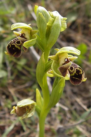 Ophrys attica \ Attische Ragwurz / Attican Bee Orchid, GR  Hymettos 2.4.2013 