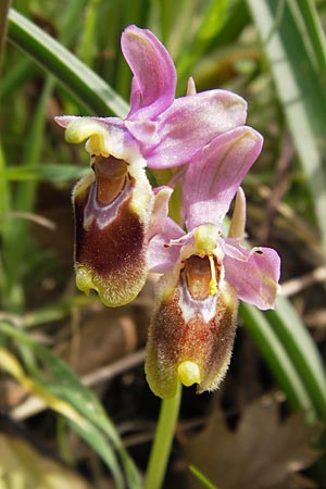 Ophrys leochroma \ Östliche Wespen-Ragwurz / Lion-Maned Orchid, GR  Peloponnes, Strofilia-Wald bei Kalogria /  Peloponnese, Strofilia Forest near Kalogria 27.3.2013 