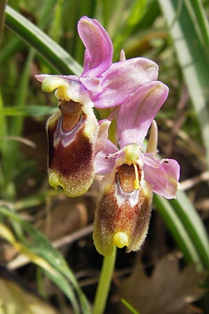 Ophrys leochroma \ Östliche Wespen-Ragwurz, GR  Peloponnes, Strofilia-Wald bei Kalogria 27.3.2013 