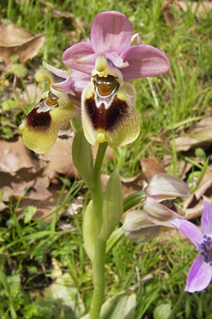 Ophrys leochroma \ Östliche Wespen-Ragwurz / Lion-Maned Orchid, GR  Peloponnes, Strofilia-Wald bei Kalogria /  Peloponnese, Strofilia Forest near Kalogria 27.3.2013 