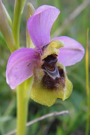 Ophrys leochroma \ Östliche Wespen-Ragwurz, GR  Peloponnes, Militsa 29.3.2013 