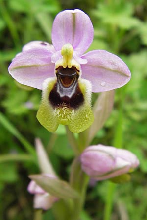 Ophrys leochroma \ Östliche Wespen-Ragwurz / Lion-Maned Orchid, GR  Peloponnes, Gythio 30.3.2013 