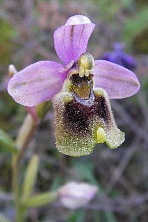 Ophrys leochroma \ Östliche Wespen-Ragwurz / Lion-Maned Orchid, GR  Hymettos 4.4.2013 