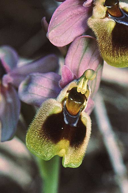 Ophrys tenthredinifera subsp. villosa \ Östliche Wespen-Ragwurz / Eastern Sawfly Orchid, GR  Karpathos, Mertonas 11.3.2008 (Photo: Jan & Liesbeth Essink)