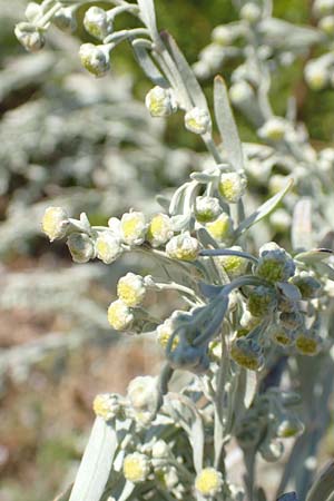 Artemisia absinthium \ Wermut / Wormwood, Kroatien/Croatia Sveti Juray 18.8.2016