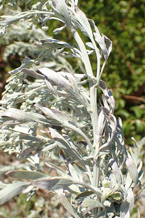 Artemisia absinthium \ Wermut / Wormwood, Kroatien/Croatia Sveti Juray 18.8.2016