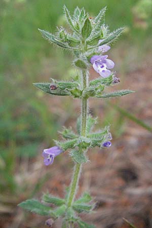 Clinopodium acinos \ Gemeiner Steinquendel, Kroatien Istrien, Groznjan 28.5.2006