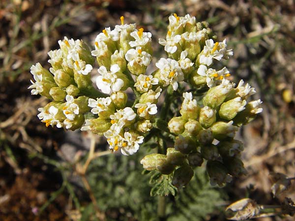 Achillea ligustica \ Ligurische Schafgarbe, Kroatien Sveti Juray 18.8.2016