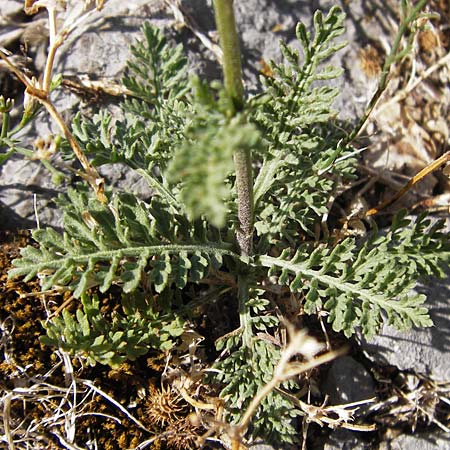 Achillea ligustica / Ligurian Milfoil, Croatia Sveti Juray 18.8.2016