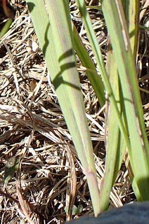 Allium ericetorum / Heath Garlic, Croatia Risnjak 14.8.2016