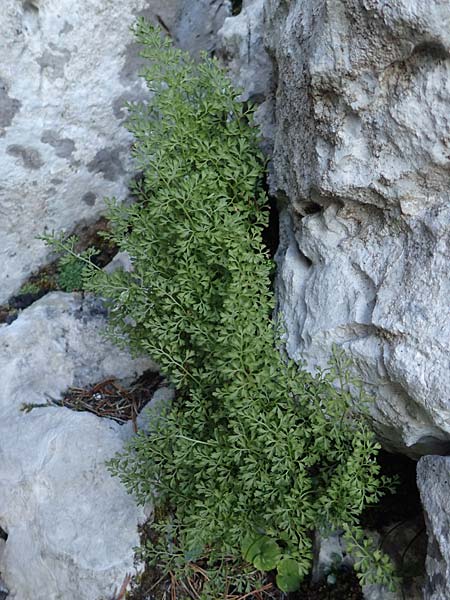 Asplenium fissum \ Zerschlitzter Streifenfarn, Kroatien Risnjak 14.8.2016