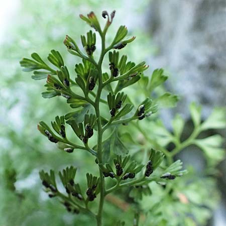 Asplenium fissum \ Zerschlitzter Streifenfarn / Cleft Spleenwort, Kroatien/Croatia Risnjak 14.8.2016