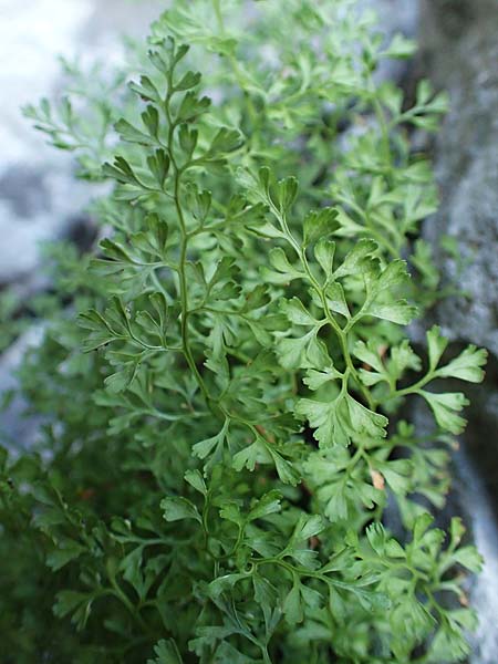 Asplenium fissum \ Zerschlitzter Streifenfarn / Cleft Spleenwort, Kroatien/Croatia Risnjak 14.8.2016