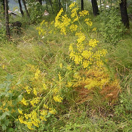 Ferulago campestris \ Knotenbltige Birkwurz, Kroatien Učka, Veprinac 18.7.2010