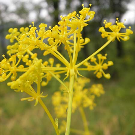 Ferulago campestris \ Knotenbltige Birkwurz / Field Fennel, Kroatien/Croatia Učka, Veprinac 18.7.2010