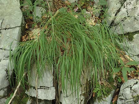 Agrostis stolonifera \ Weies Straugras / Creeping Bentgrass, Kroatien/Croatia Risnjak 14.8.2016