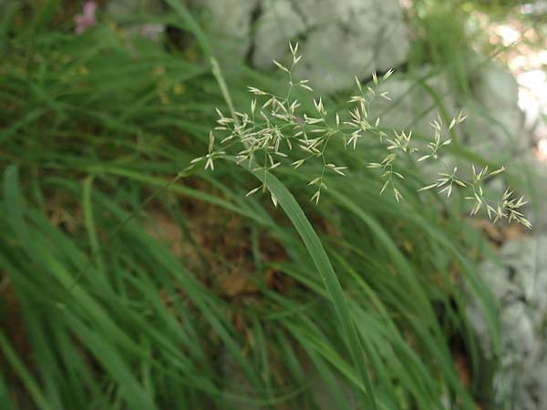 Agrostis stolonifera \ Weißes Straußgras / Creeping Bentgrass, Kroatien/Croatia Risnjak 14.8.2016