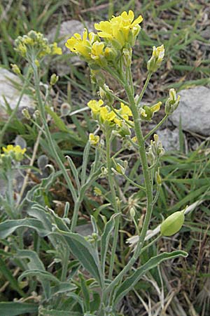 Aurinia sinuata \ Gewelltblttriges Steinkraut, Kroatien Senj 1.6.2006