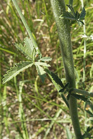 Althaea cannabina \ Hanf-Eibisch / Hemp-Leaved Mallow, Kroatien/Croatia Istrien/Istria, Gračišće 15.7.2007