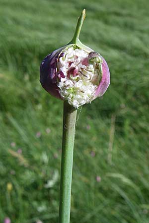 Allium rotundum \ Kugeliger Lauch / Sand Leek, Kroatien/Croatia Zagorje 31.5.2008