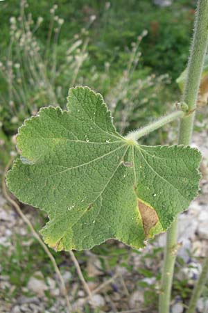 Alcea pallida \ Bleiche Stockrose, Balkan-Stockrose, Kroatien Visovac 2.6.2008