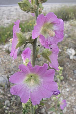 Alcea pallida \ Bleiche Stockrose, Balkan-Stockrose / Balkan Hollyhock, Kroatien/Croatia Visovac 2.6.2008