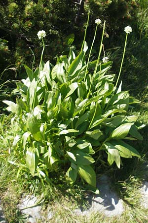 Allium victorialis \ Allermannsharnisch / Alpine Leek, Kroatien/Croatia Velebit Zavizan 30.6.2010
