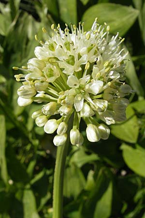 Allium victorialis \ Allermannsharnisch / Alpine Leek, Kroatien/Croatia Velebit Zavizan 30.6.2010